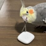 ダイソーのAirTag買ってみたよ
